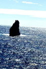 Fishes