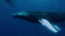 Realm of the Humpbacks