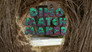 Dino Match Maker / Lost and Sound