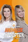 Animaux à adopter