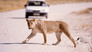 The Vanishing Lions