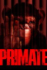 Primate