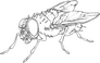 Flies Collective Flies Collective