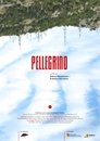 Pellegrino