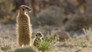 Meerkat