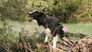 Cadaver Dogs