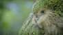 What if... genomics could help save an endangered species?