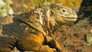 Return to the Galapagos