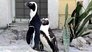 Penguin Shuffle