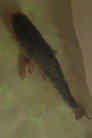 Carp isThe Fish