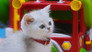 Mittens' Parade