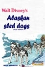 Alaskan Sled Dog