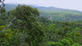 Daintree Rainforest Australia of the Origins