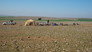 Towards Misurata