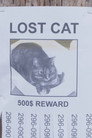 Lost Cat