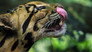 Big Cats
