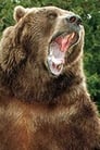 Bart the Bear isThe Kodiak Bear