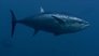 Tuna