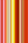 Tulipa
