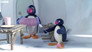 Pingu and the Band