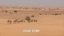 Desert Storm