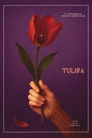 Tulipa