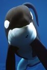 Keiko isWilly