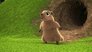 Groggy Groundhogs