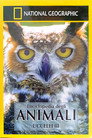 Owls: Silent Hunters
