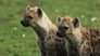 Hyena Gangs