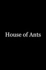 House of Ants