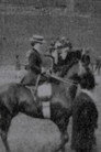 Ladies' Saddle Horses