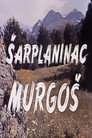 Murgosh - The Sharplaninec