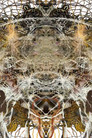 Rupture