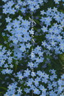 Forget Me Not (2023) - Affiche