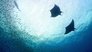 Indonesia: The Secret Lives of Manta Rays