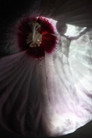 Fleur