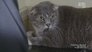 Feral Scottish Fold