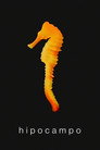 Hippocampus