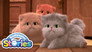 Three Noisy Kittens