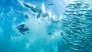 Oceans