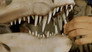 Postosuchus and Teeth