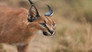 Killers of the Kalahari