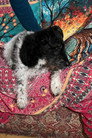 Buddy the punk-dog
