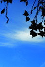 Haikus 1: Our Government, and the Sky