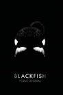 Poster de Blackfish: Fúria Animal