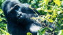 Apes