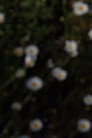 25 aprile