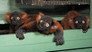The Loneliest Animals