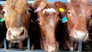 RAF Saves Trapped Cow and Police Catch Poaching Suspect